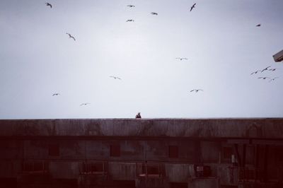 Seagulls flying in the sky