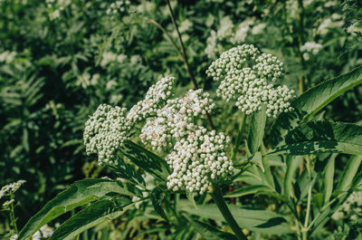 Elder inflorescences with unopened flowers.