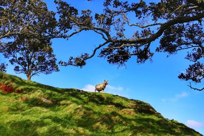 Low angle view of sheep on grassy hill against sky