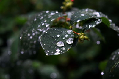 Close-up of dew drops on leaves