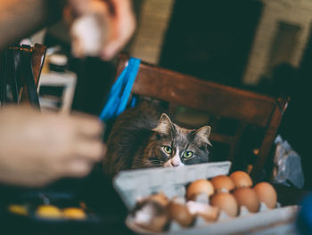 Person preparing cats breakfast of organic egg yolk