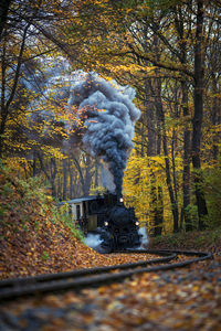 Smoke emitting through trees in forest during autumn