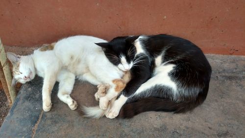 Dog lying down outdoors