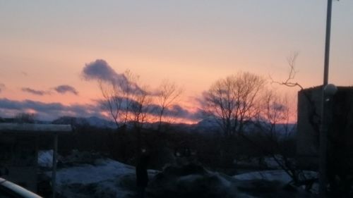 Bare trees against sky at sunset