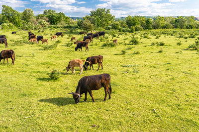 Horses grazing in a field