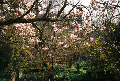 Blossoming tree