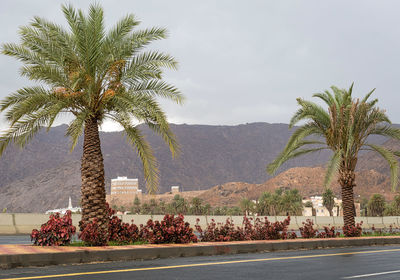 Palm tree by road in najran ,saudi