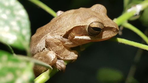 Close-up of frog on leaf