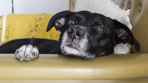 Close-up portrait of dog on an armchair relaxing at home