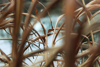 Field of dry grass, meadow in the fall