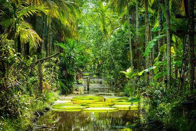 Scenic view of river in jungle