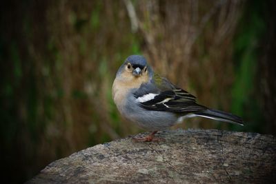 Close-up of bird perching on rock