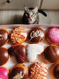 High angle view of cat on table