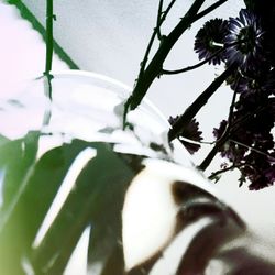 Close-up of white flowers