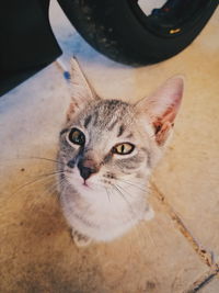 Portrait of stray cat on street