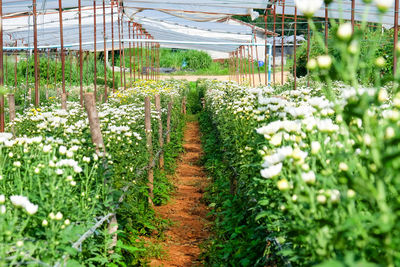 Plants growing on field