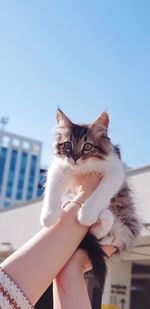 Cat on hand against clear sky