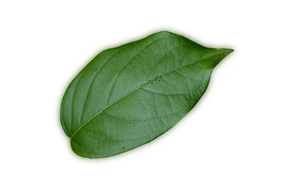 Close-up of green leaf against white background