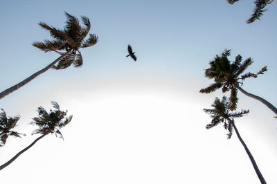 Low angle view of coconut palm tree against sky