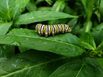 Close-up of insect on leaves
