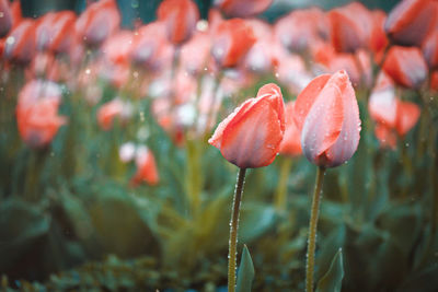Close-up of red flowering plant tulips 