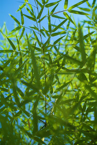 Close-up of green leaves against sky
