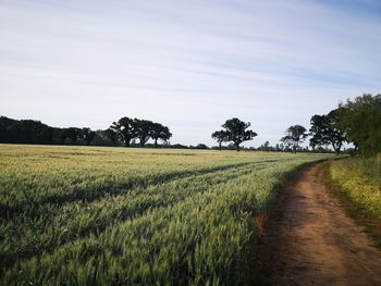 Scenic view of field against sky