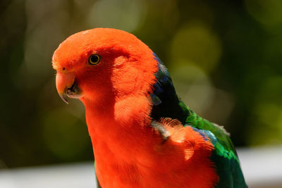 Close-up of parrot in cage