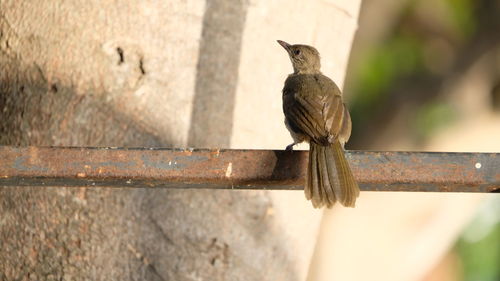 Close-up of bird perching on metal railing