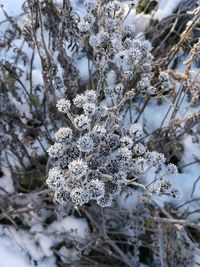 Close-up of snow on tree