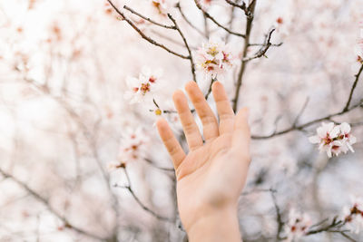 Low angle view of cherry blossoms in spring