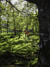 Trees in park