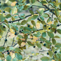 Full frame shot of leaves growing on plant