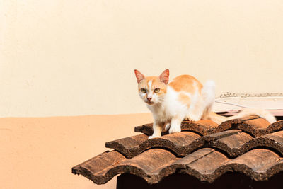 Portrait of cat sitting on wall