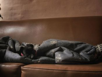 Dog sleeping on sofa at home