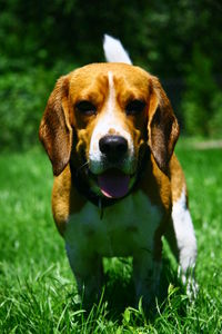 Portrait of dog on grass