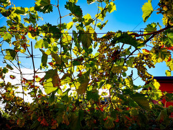 Low angle view of leaves on tree against sky