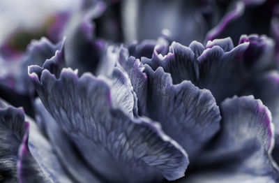 Close-up of purple flowering plant