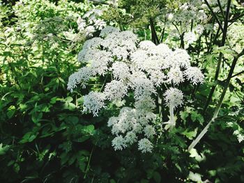 Flowers growing outdoors