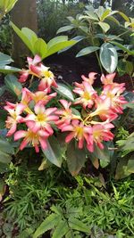 Close-up of flowers blooming outdoors