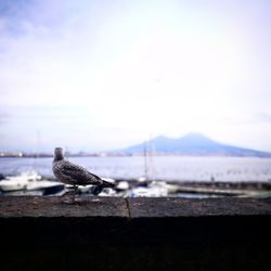 Bird perching on retaining wall against sea