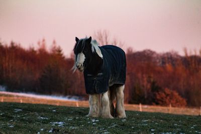 Tinker horse in germany 