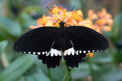 Close-up of butterfly on flower