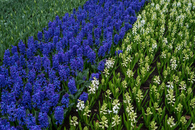 Close-up of purple flowering plants on field