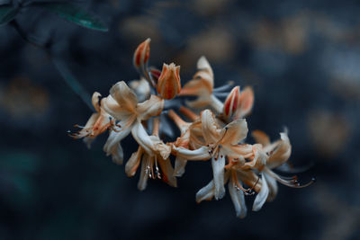 Close-up of wilted flower