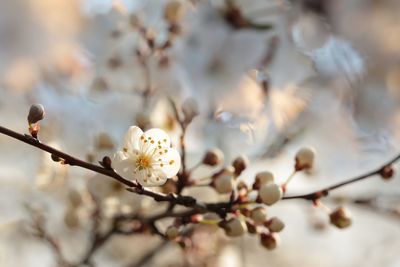 Close-up of cherry blossoms in spring