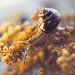 Close-up of snail