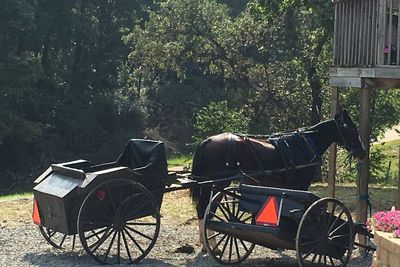 View of horse cart