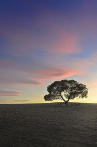 Silhouette tree on field against sky during sunset