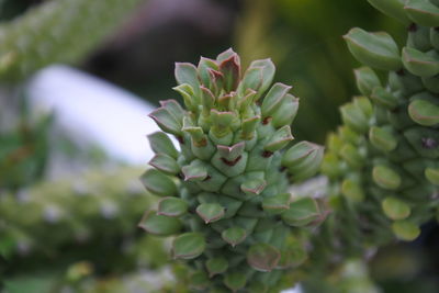 Close-up of succulent plant